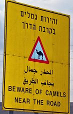 זהירות גמלים בדרך