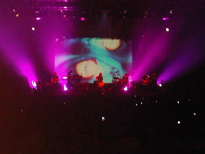 פורקיופיין טרי בתל אביב - צילם אברהם שכטר